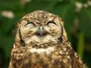 owls-smile.jpg